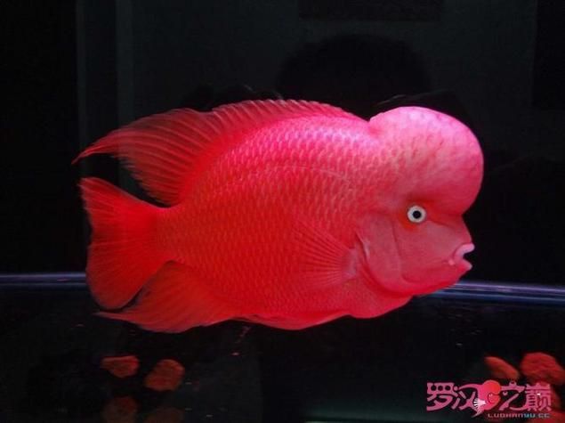 羅漢魚發(fā)色征兆圖片