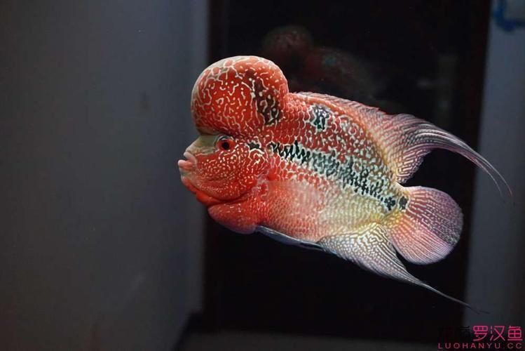 羅漢魚發(fā)色征兆圖片