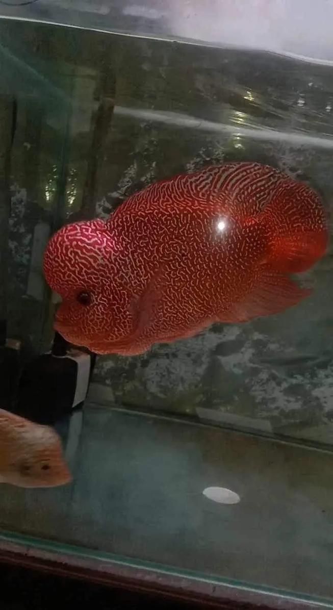 羅漢魚發(fā)色征兆圖片