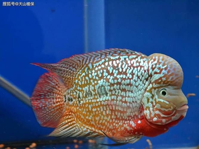 羅漢魚發(fā)色征兆圖片