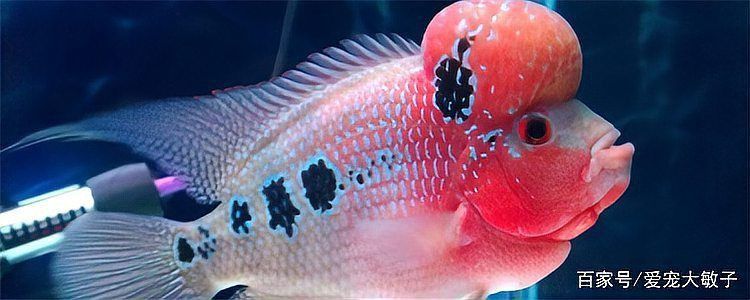 羅漢魚發(fā)色征兆圖片
