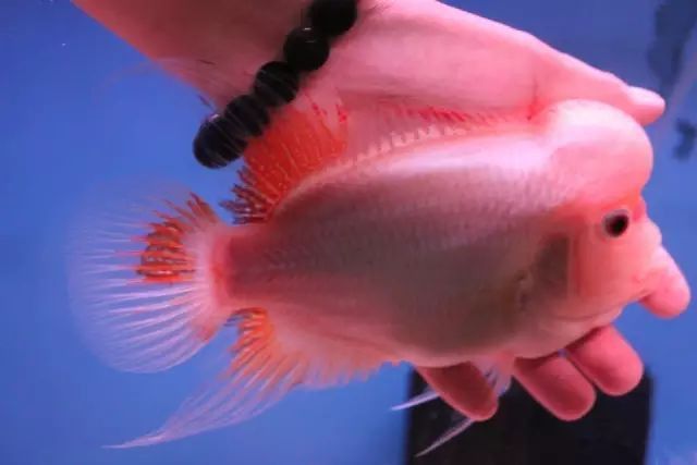 羅漢魚發(fā)色征兆圖片