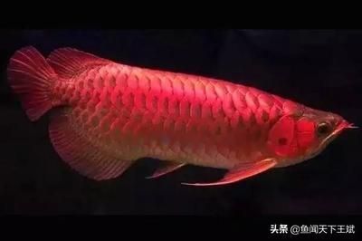 龍魚怎么喂能寬：如何正確飼養(yǎng)龍魚 龍魚怎么喂能寬：如何正確飼養(yǎng)龍魚 龍魚百科 第5張