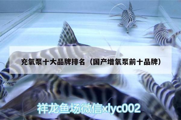 龍魚缸推薦增氧泵品牌：森森sunsun增氧泵價格對比創寧增氧泵售后服務政策 龍魚缸推薦增氧泵品牌：森森sunsun增氧泵價格對比創寧增氧泵售后服務政策 龍魚百科 第3張