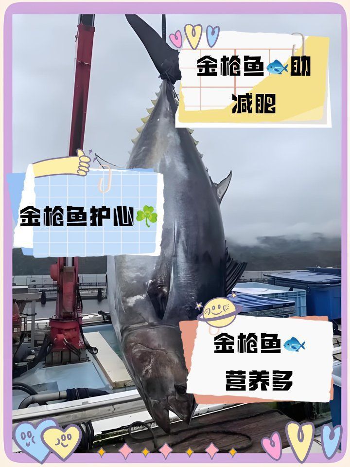 金槍魚好還是三文魚好 金槍魚好還是三文魚好 龍魚百科 第1張