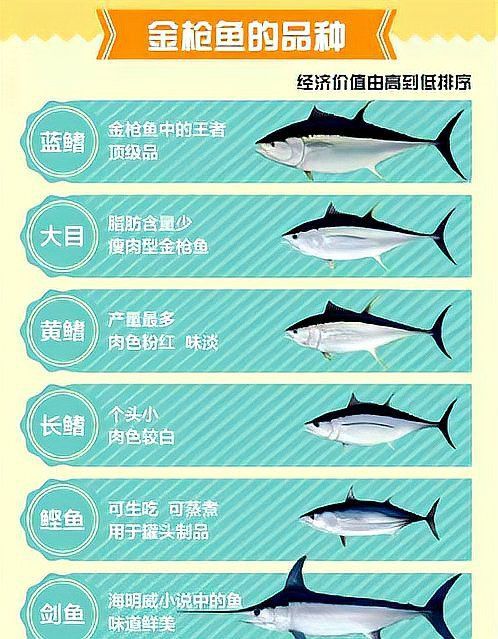 金槍魚好還是三文魚好 金槍魚好還是三文魚好 龍魚百科 第9張