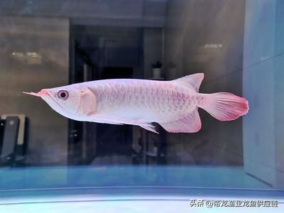 龍魚下藥后頭一直游來游去（龍魚下藥后頭一直游來游去可能是由于水質問題、疾病因素所致） 龍魚下藥后頭一直游來游去（龍魚下藥后頭一直游來游去可能是由于水質問題、疾病因素所致） 龍魚百科 第4張