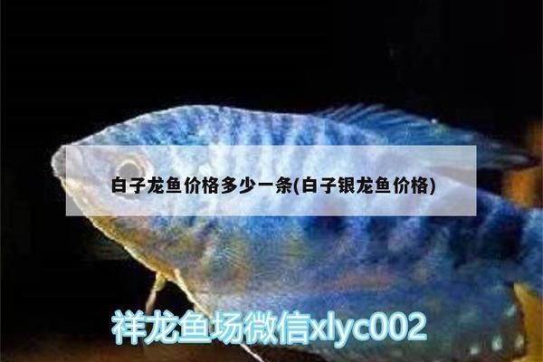 白子銀龍魚價格（白子銀龍魚價格因地區、大小和健康狀況而異,在亞洲市場）