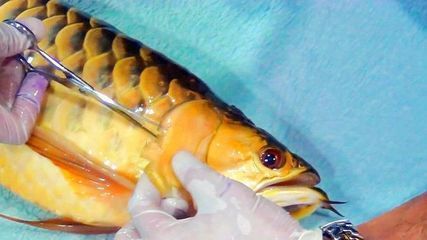 龍魚做完掉眼手術還是掉眼球好:龍魚掉眼手術后恢復時間和恢復情況會因個體差異而異 龍魚百科 第2張 龍魚做完掉眼手術還是掉眼球好:龍魚掉眼手術后恢復時間和恢復情況會因個體差異而異 龍魚做完掉眼手術還是掉眼球好:龍魚掉眼手術后恢復時間和恢復情況會因個體差異而異 龍魚百科 第2張