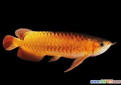 都龍魚是什么樣子的（龍魚是一種外形美觀的淡水魚） 都龍魚是什么樣子的（龍魚是一種外形美觀的淡水魚） 龍魚百科 第3張