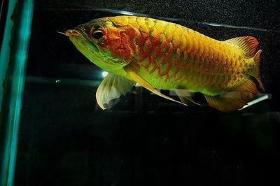 龍魚生命年限多久一次：龍魚的壽命一般多久一次？