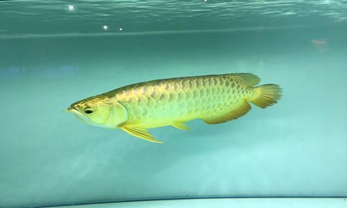 金龍魚養(yǎng)殖的注意事項和禁忌，金龍魚養(yǎng)殖注意事項和禁忌 金龍魚養(yǎng)殖的注意事項和禁忌，金龍魚養(yǎng)殖注意事項和禁忌 龍魚百科 第3張