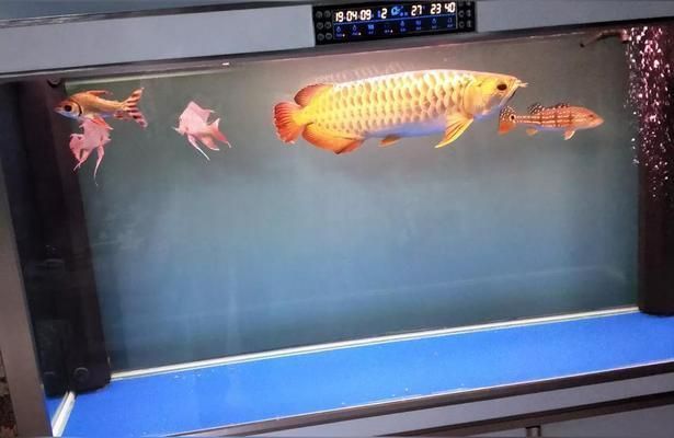 龍魚喂小魚好不好呢怎么喂（龍魚喂小魚可以嗎）