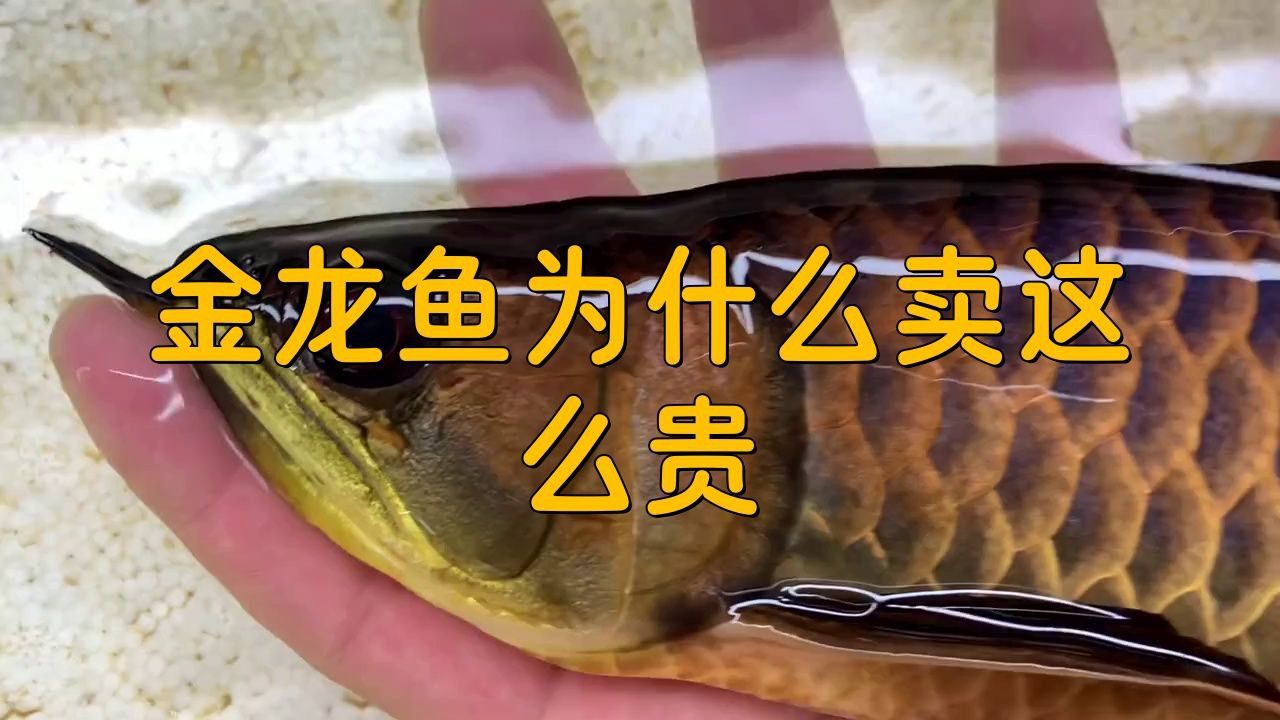 金龍魚為什么那么貴