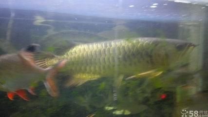 58同城金龍魚轉(zhuǎn)讓信息:58同城金龍魚的轉(zhuǎn)讓信息 龍魚百科 第3張 58同城金龍魚轉(zhuǎn)讓信息:58同城金龍魚的轉(zhuǎn)讓信息 58同城金龍魚轉(zhuǎn)讓信息:58同城金龍魚的轉(zhuǎn)讓信息 龍魚百科 第3張