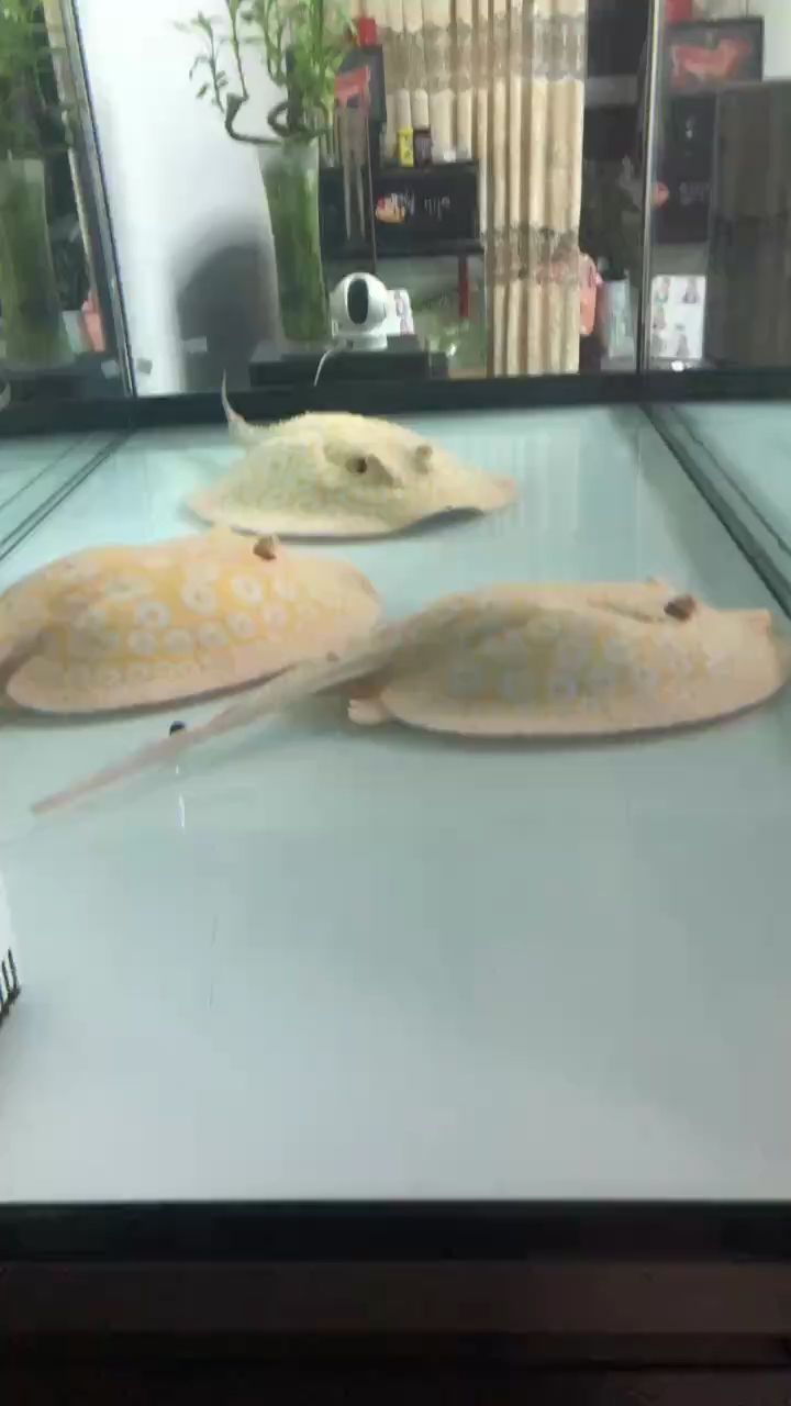 越南龍魚產地：玉石金龍魚具有豐富寓意和文化內涵和文化內涵和內涵
