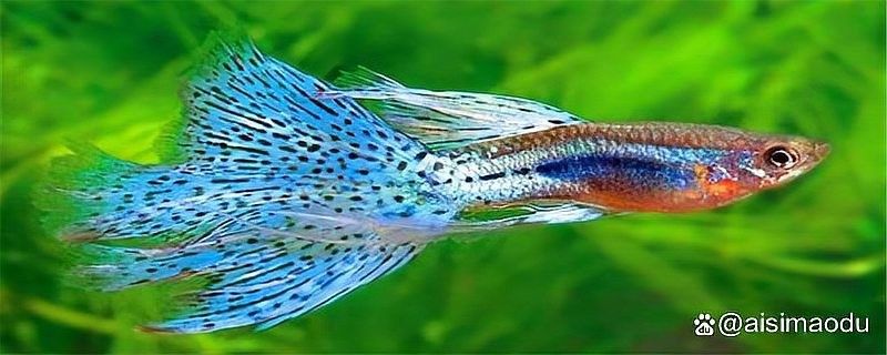 龍鳳魚和金魚哪個(gè)更好養(yǎng)？
