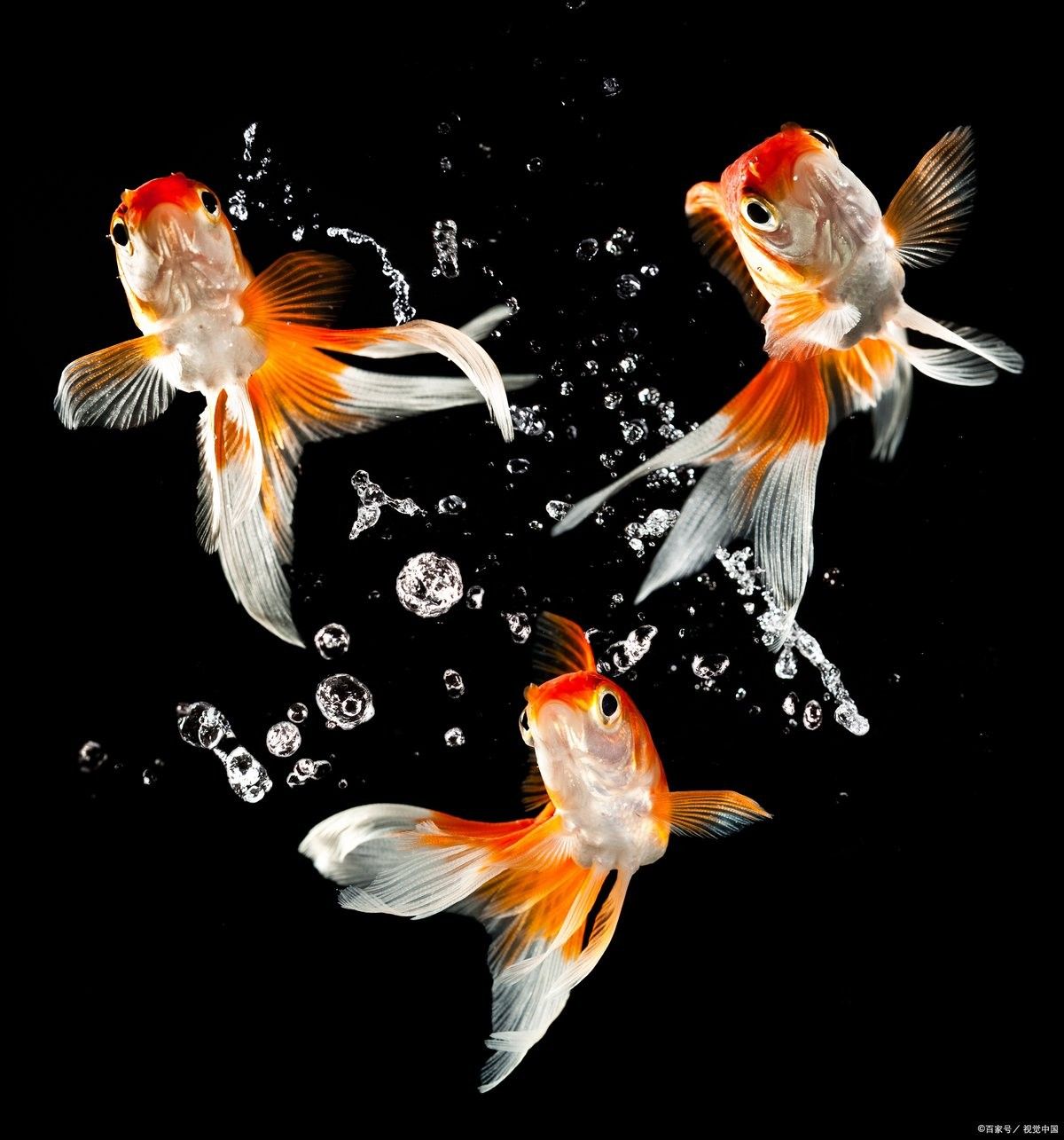 龍鳳魚和金魚哪個更好養？