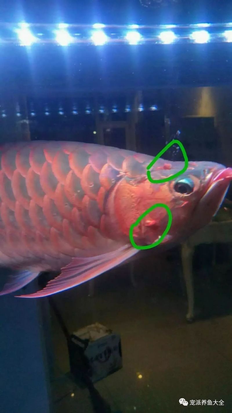 雷龍魚頭部凸起