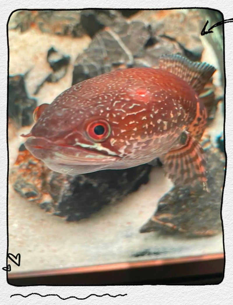 雷龍魚頭部凸起