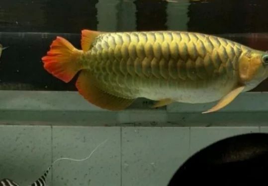 龍魚的最佳喂食時間是多少:龍魚的最佳喂食時間取決于龍魚的生長階段和體長 龍魚百科 第1張 龍魚的最佳喂食時間是多少:龍魚的最佳喂食時間取決于龍魚的生長階段和體長 龍魚的最佳喂食時間是多少:龍魚的最佳喂食時間取決于龍魚的生長階段和體長 龍魚百科 第1張