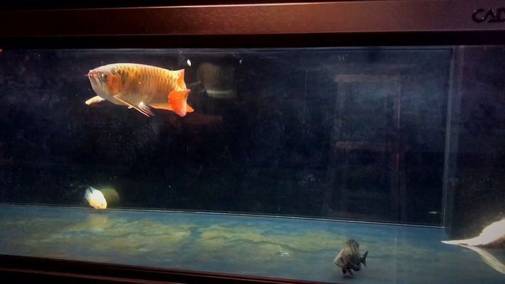 龍魚怎么訓練吃飼料視頻：如何訓練龍魚吃飼料