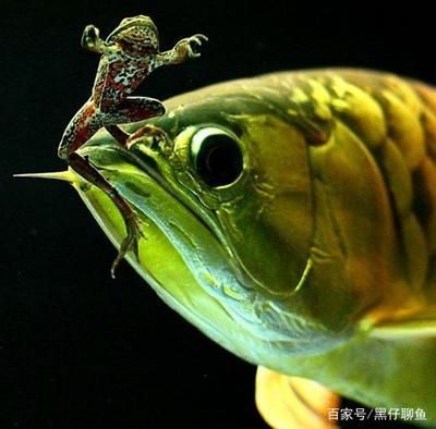 龍魚喂金蛙：龍魚喂金蛙的注意事項