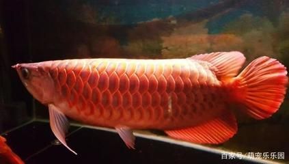 龍魚的壽命受多種因素影響，飼養者可以盡可能地長壽：一條龍魚的壽命受多種因素影響，飼養者可以盡可能地長壽 龍魚的壽命受多種因素影響，飼養者可以盡可能地長壽：一條龍魚的壽命受多種因素影響，飼養者可以盡可能地長壽 龍魚百科 第2張