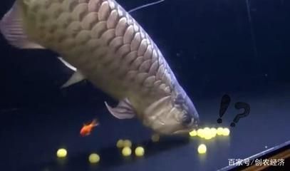 金龍魚怎么產(chǎn)卵的:金龍魚產(chǎn)卵的詳細(xì)過程 龍魚百科 第1張 金龍魚怎么產(chǎn)卵的:金龍魚產(chǎn)卵的詳細(xì)過程 金龍魚怎么產(chǎn)卵的:金龍魚產(chǎn)卵的詳細(xì)過程 龍魚百科 第1張