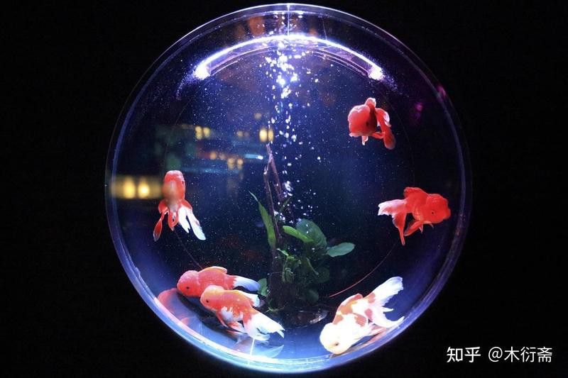 拍攝龍魚時如何避免反光？ 拍攝龍魚時如何避免反光？ 龍魚百科 第5張