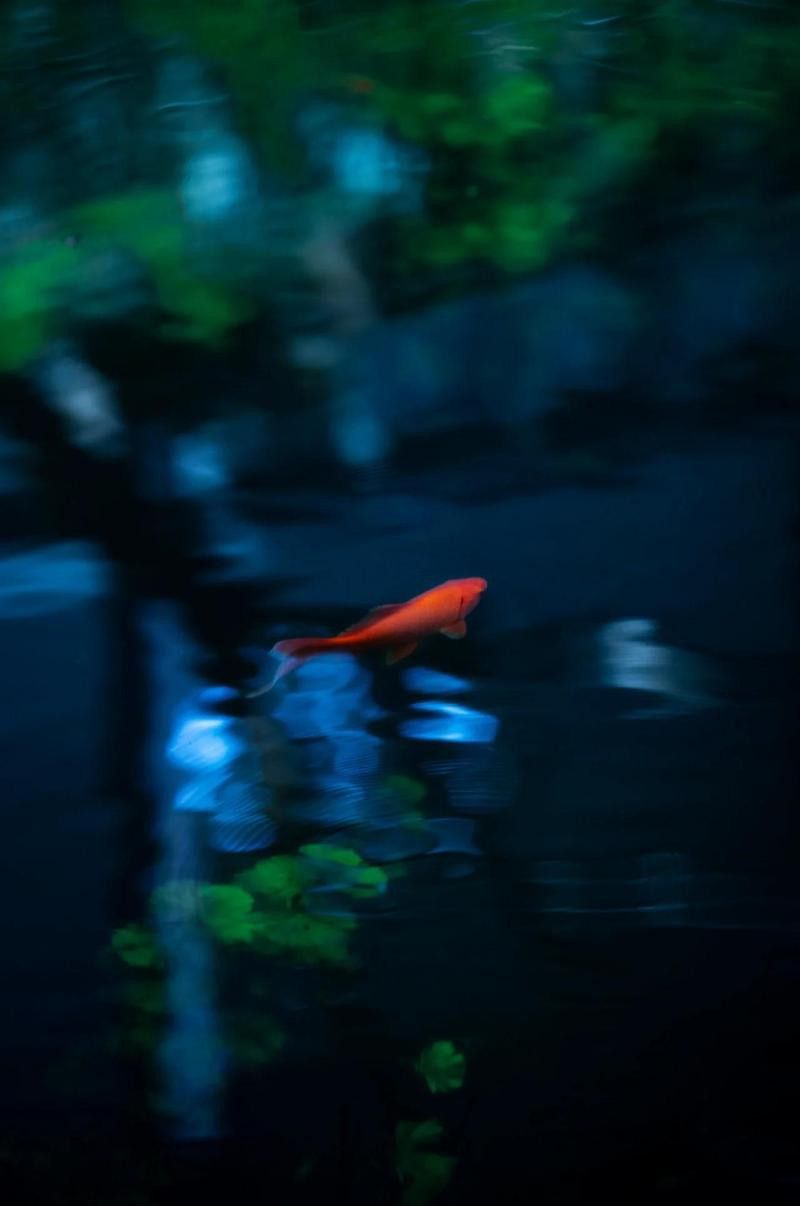 拍攝龍魚時如何避免反光？ 拍攝龍魚時如何避免反光？ 龍魚百科 第1張
