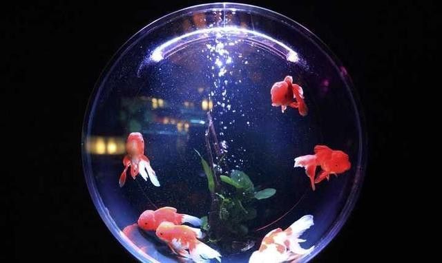 拍攝龍魚時如何避免反光？ 拍攝龍魚時如何避免反光？ 龍魚百科 第6張