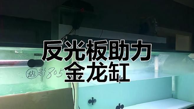 拍攝龍魚時如何避免反光？ 拍攝龍魚時如何避免反光？ 龍魚百科 第9張