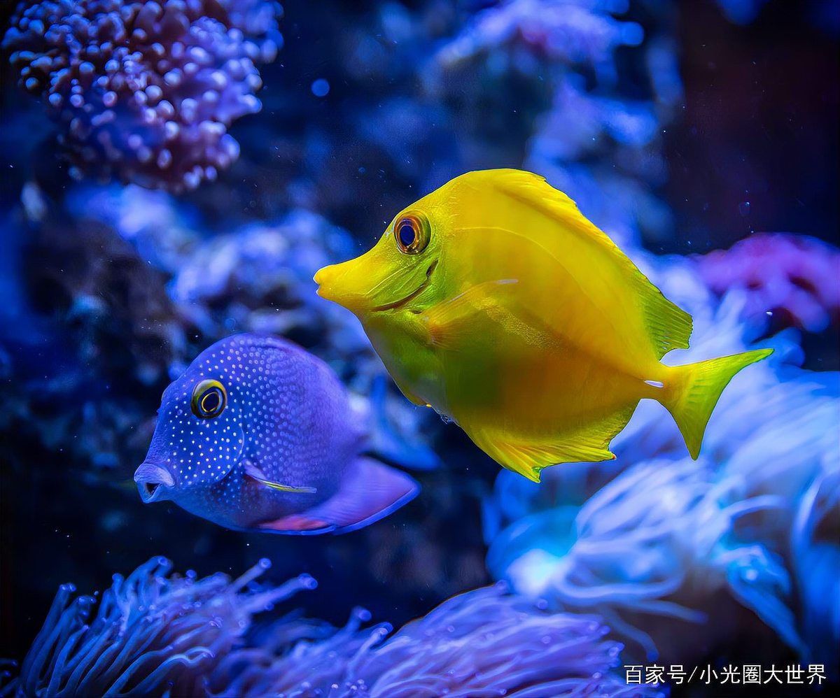 拍攝龍魚時如何避免反光？ 拍攝龍魚時如何避免反光？ 龍魚百科 第7張