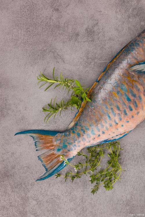 青龍魚圖片做法