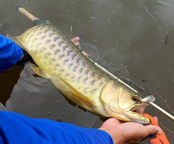 青龍魚圖片做法