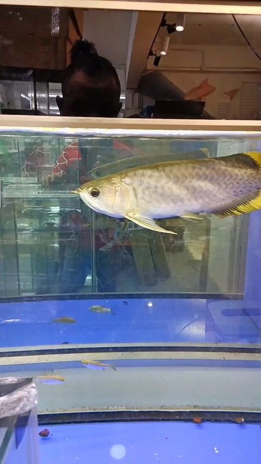 青龍魚圖片做法
