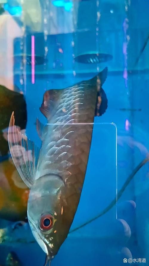 青龍魚圖片做法