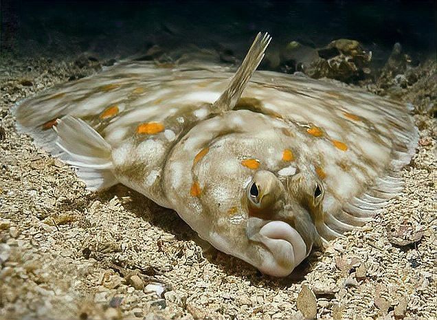 如何區分真假龍利魚？