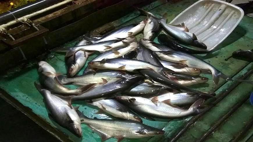 如何區分真假龍利魚？