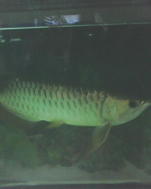 藍色金龍魚圖片高清圖