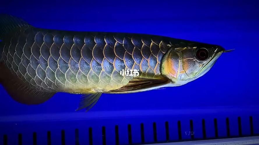 藍色金龍魚圖片高清圖