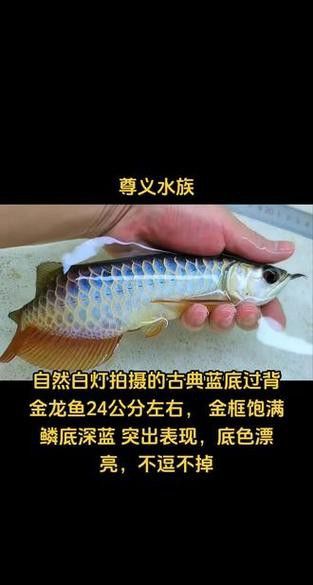 藍色金龍魚圖片高清圖