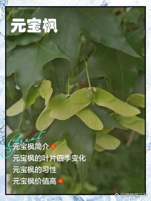 龍魚和元寶鳳的圖片對比