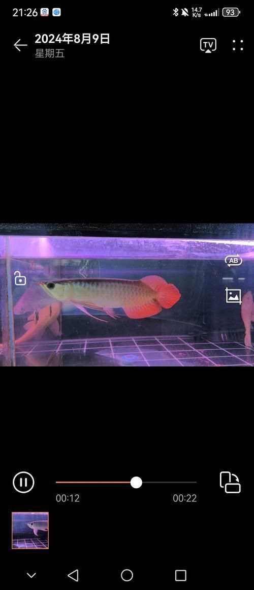 龍魚和元寶鳳的圖片對比