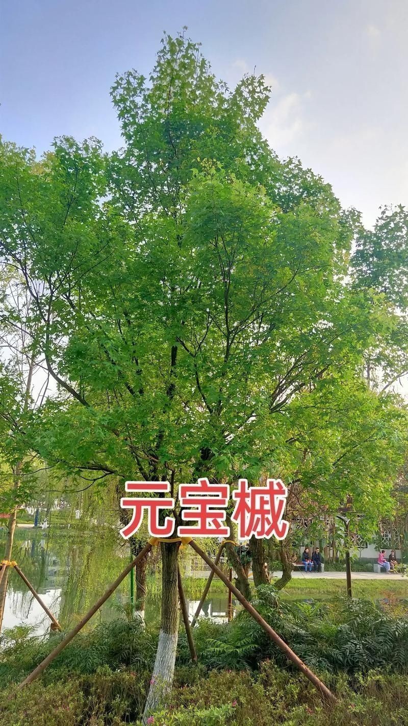 龍魚和元寶鳳的圖片對比