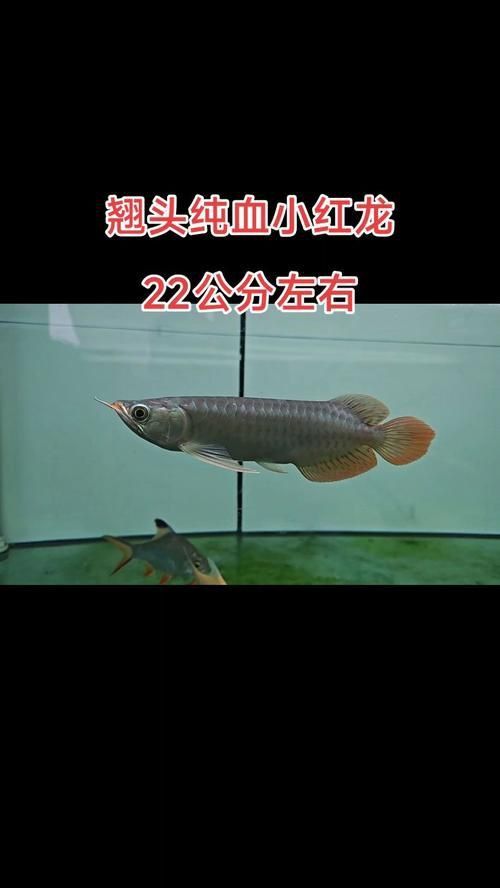 龍魚和元寶鳳的圖片對比