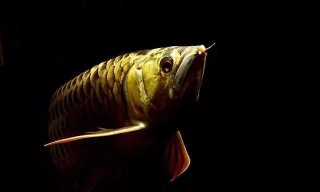 解決龍魚吃食搶不過其他魚的方法（一種有效的策略是分階段喂食您可以先喂食其他混養(yǎng)的魚）