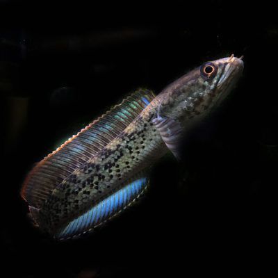 冷水雷龍魚有哪些（養(yǎng)殖冷水雷龍魚時）