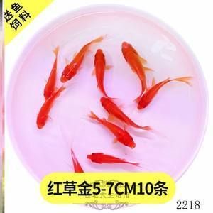 龍魚水酸怎辦：魚缸中的水質(zhì)酸度過弱酸性過高，魚缸中的水質(zhì)酸度過高